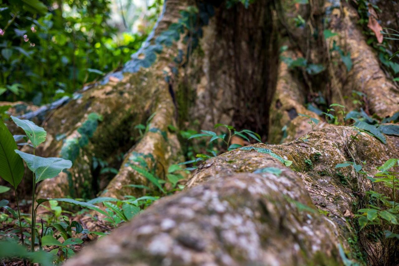 Namuwoki Lodge Puerto Viejo de Talamanca Zewnętrze zdjęcie